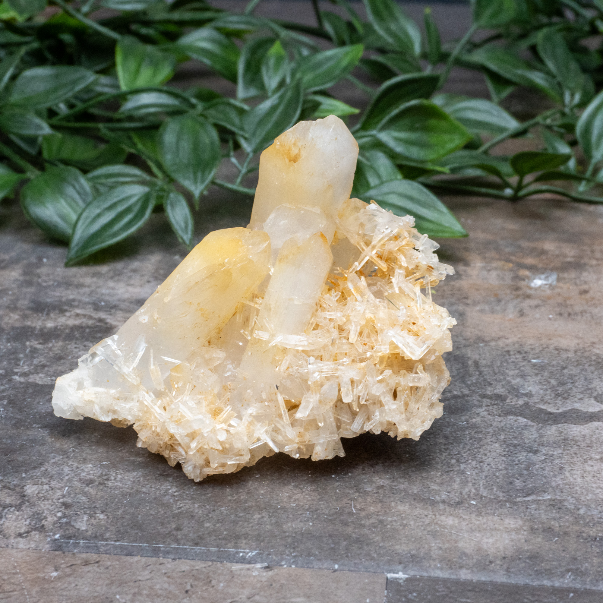 Mango Quartz #17