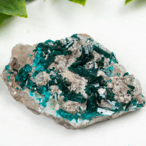 Diptase on Matrix #7