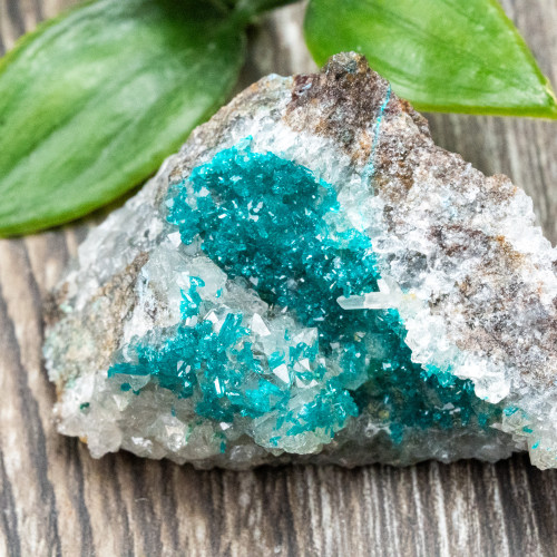 Diptase on Matrix #6