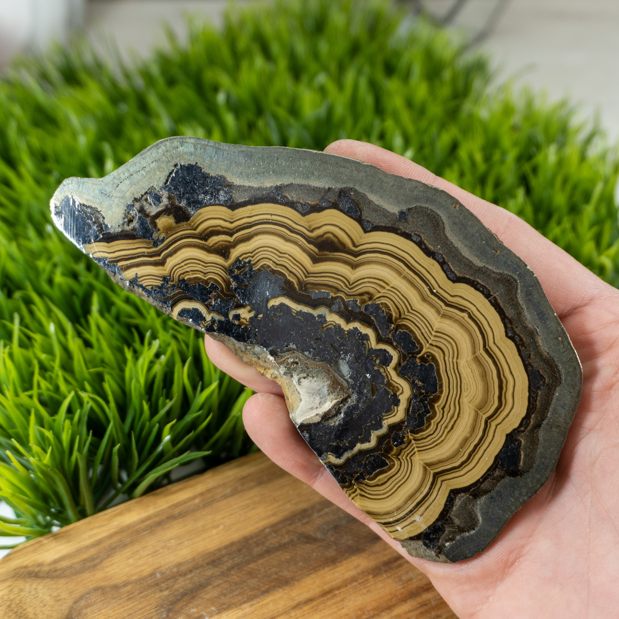 Large Schalenblende #1