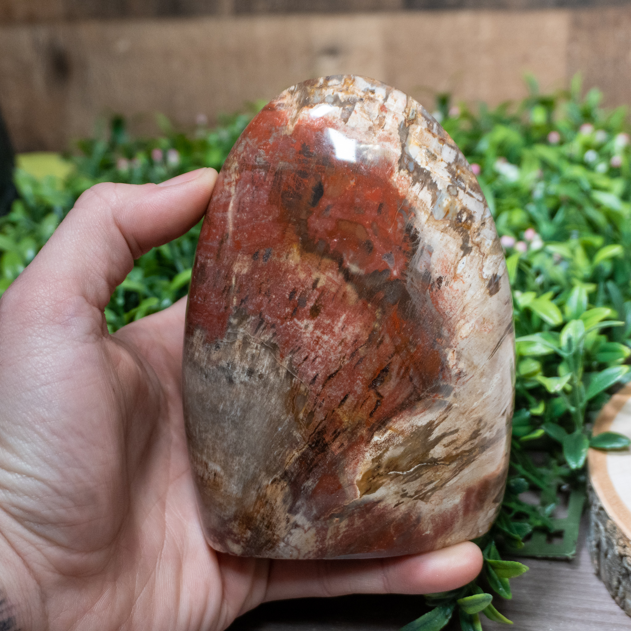 large-petrified-wood-free-form-the-crystal-council