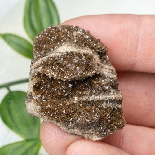Smoky Quartz on Petrified Wood #4