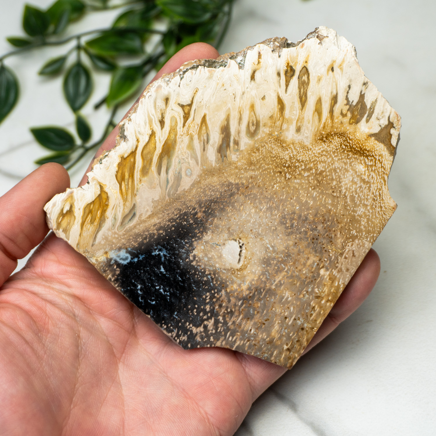 Indonesian Palmwood Slice #5