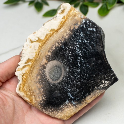 Indonesian Palmwood Slice #4