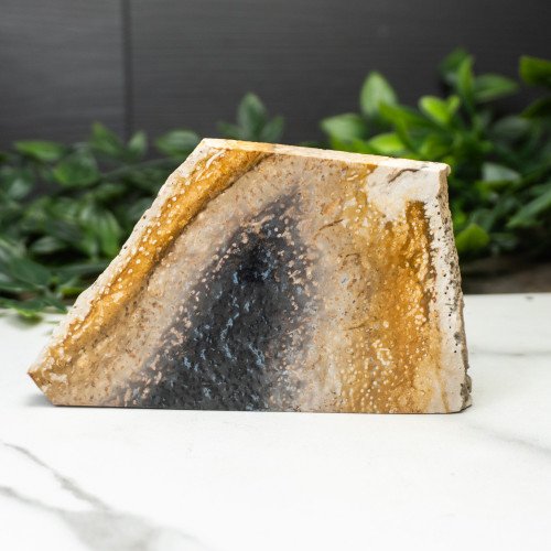 Indonesian Palmwood Slice #3