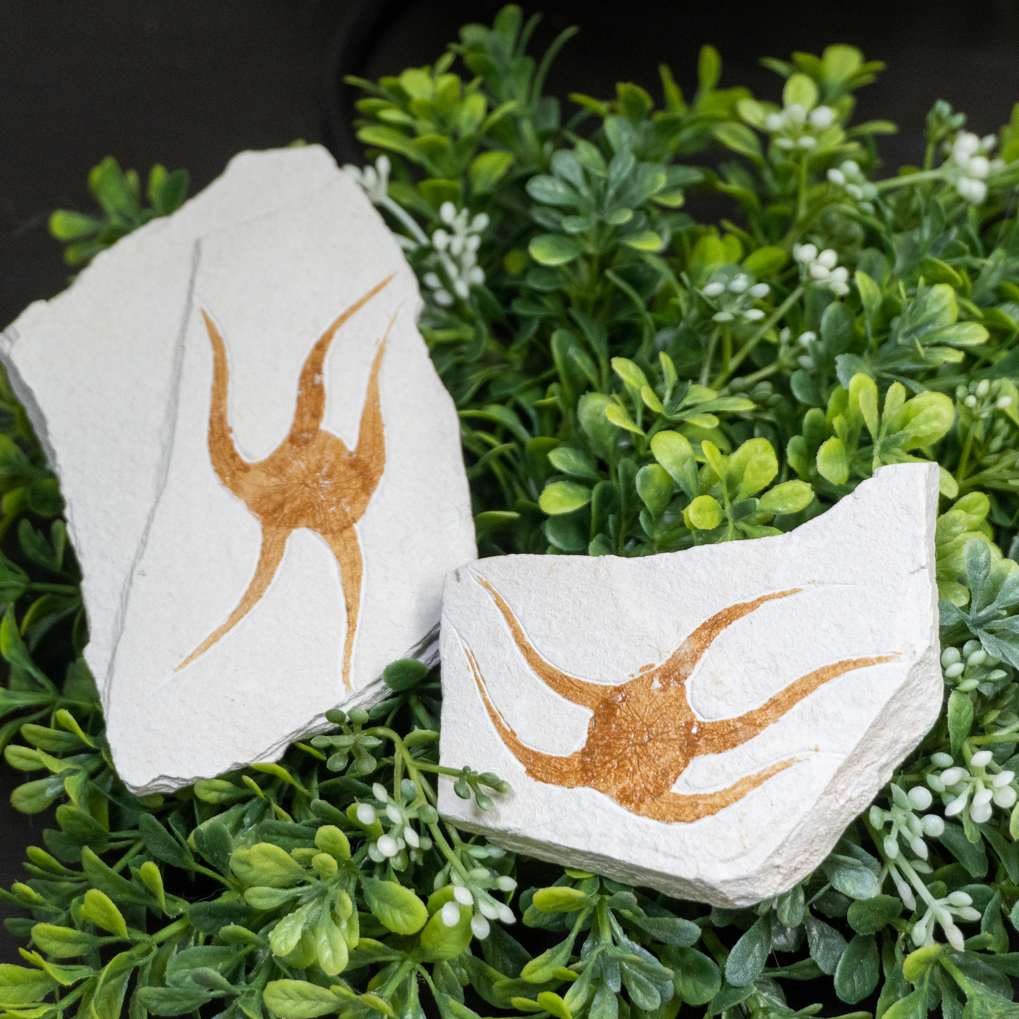 Fossilized Dancing Starfish