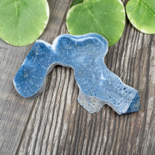 Blue Coral Slice #5