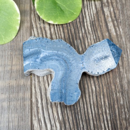 Blue Coral Slice #2
