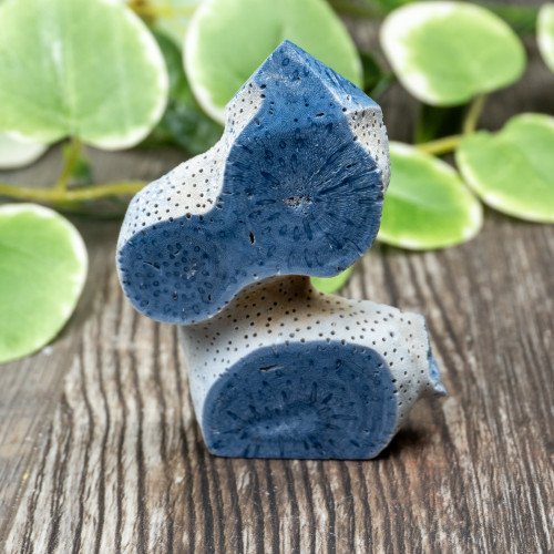 Blue Coral Slice #1