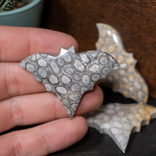 Fossilized Coral Bat
