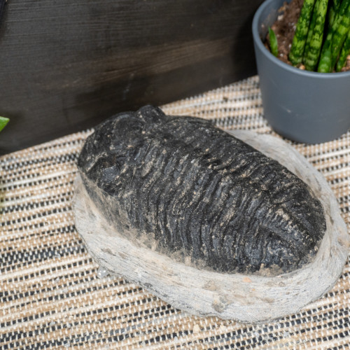 Trilobyte Fossil in Matrix #2