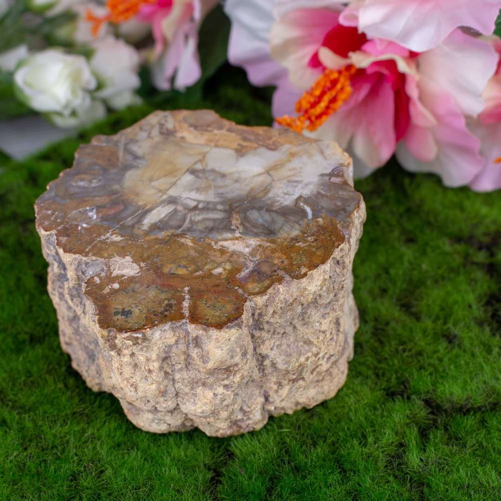 Petrified Wood Stump The Crystal Council