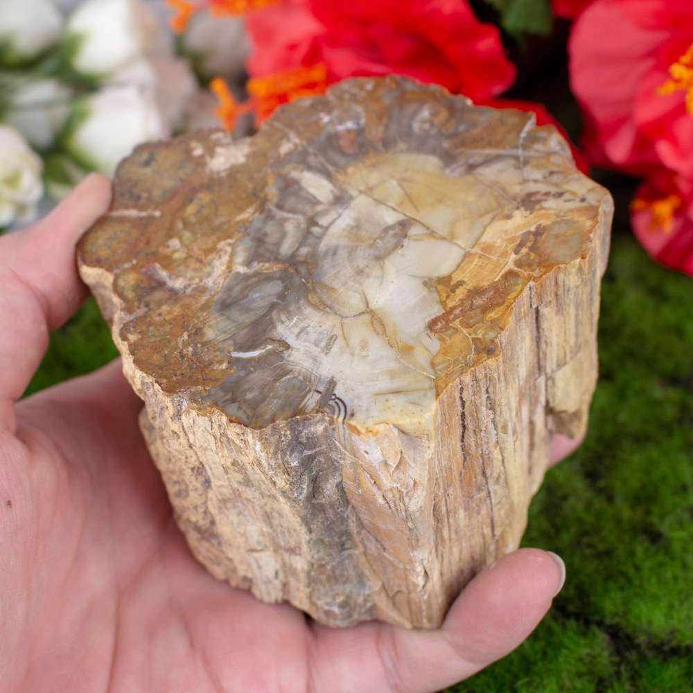 Petrified Wood Stump The Crystal Council